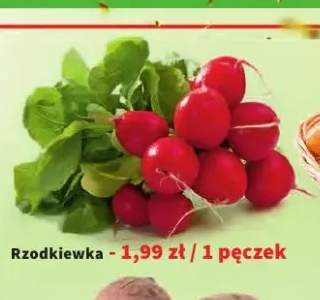 rzodkiewka