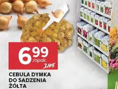 cebula dymka