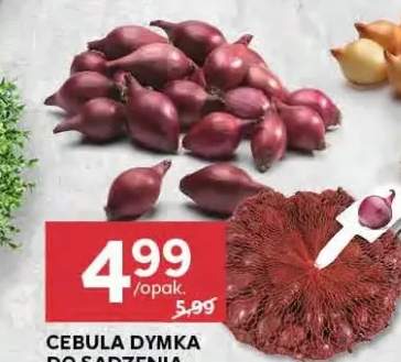 cebula dymka
