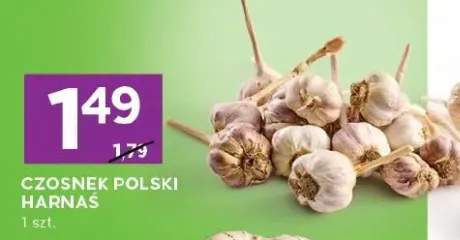 Czosnek polski harnaś