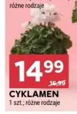 Cyklamen