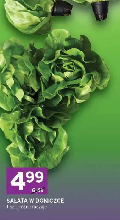 Sałata w doniczce różne rodzaje