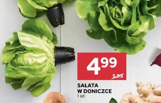 Sałata w doniczce