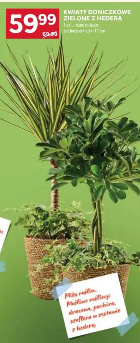 Kwiaty doniczkowe zielone z hederą