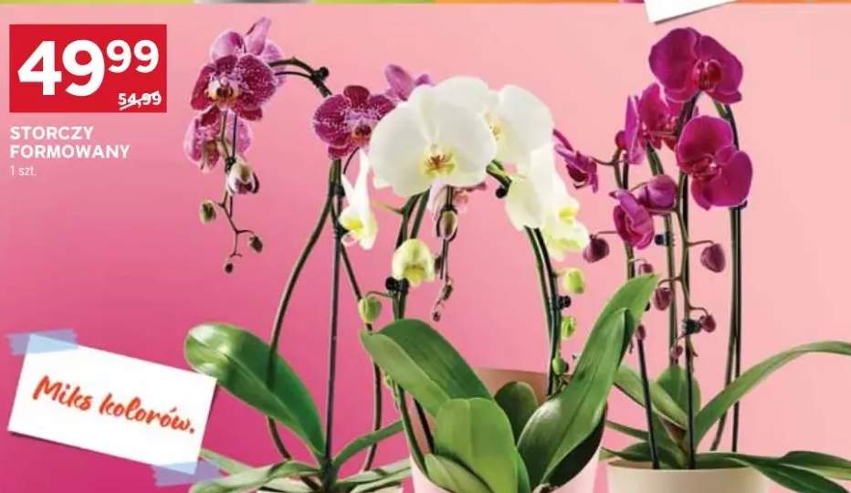 Storczyk formowany miks kolorów