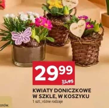 Kwiaty doniczkowe w osłonie, w koszyku