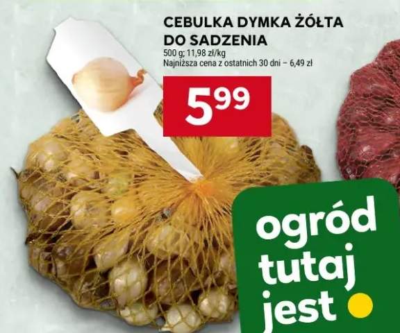 Cebulka dymka żółta do sadzenia