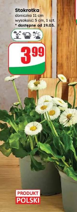 stokrotka