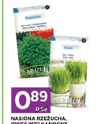 Owies wielkanocny nasiona