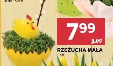 Rzeżucha mała