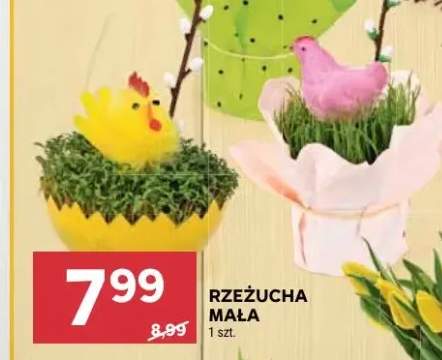 Rzeżucha mała