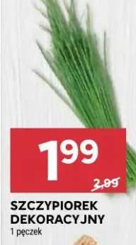 Szczypiorek dekoracyjny