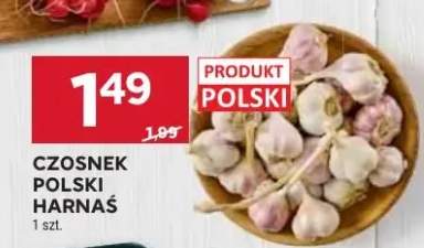 Czosnek polski Harnaś