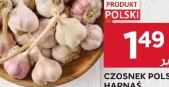 Czosnek polski harnaś