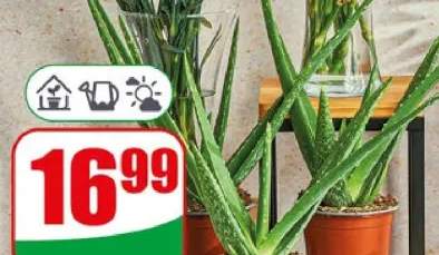 aloes
