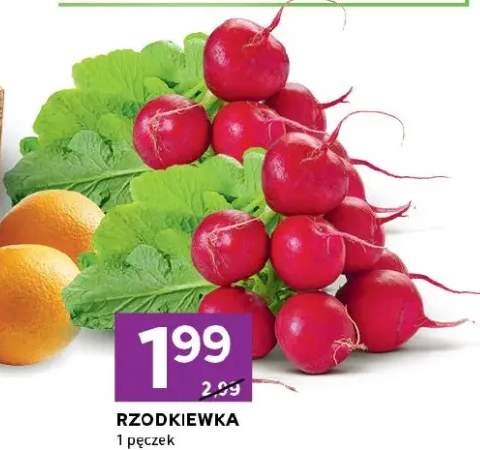 Rzodkiewka