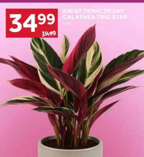 Kwiat doniczkowy Calathea Trio Star