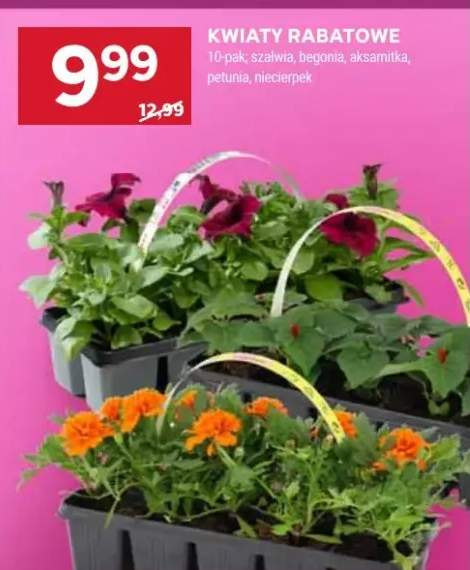 Kwiaty rabatowe