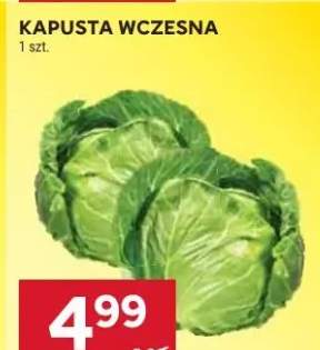 Kapusta wczesna