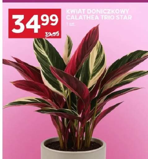 Kwiat doniczkowy Calathea Trio Star