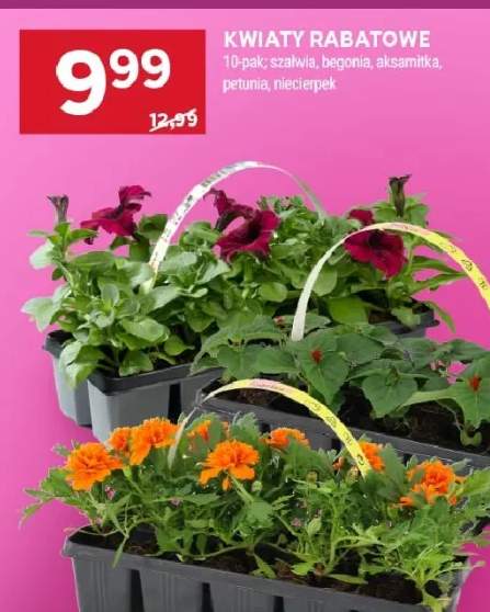 Kwiaty rabatowe 10-pak szałwia, begonia, aksamitka, petunia, niecierpek