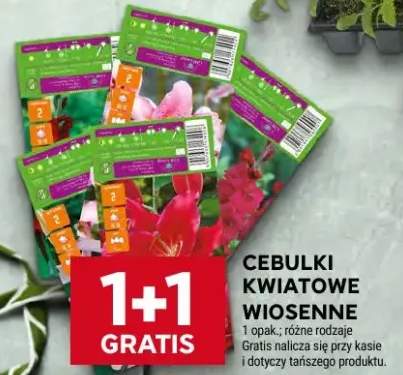 Cebulki kwiatowe wiosenne