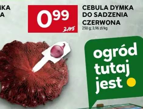 Cebula dymka do sadzenia czerwona