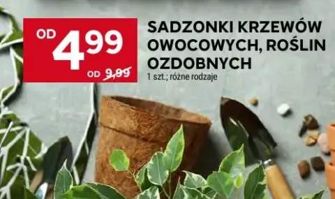 Sadzonki krzewów owocowych