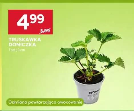 Truskawka doniczka 9cm odmiana powtarzająca owocowanie