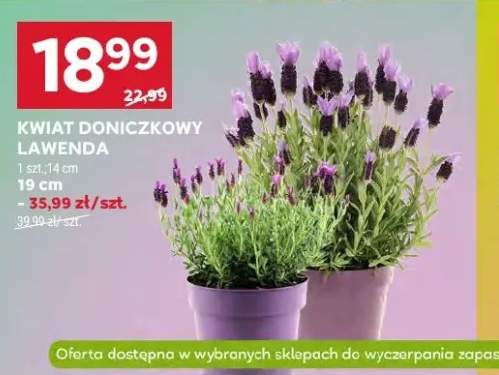 Kwiat doniczkowy lawenda 14cm