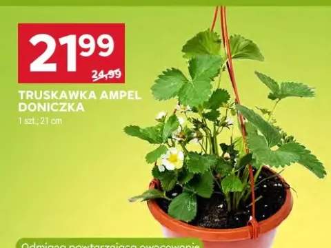 Truskawka ampel doniczka 21cm