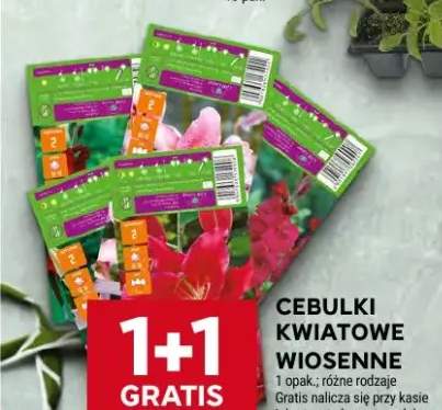 Cebulki kwiatowe wiosenne