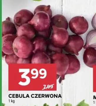 Cebula czerwona