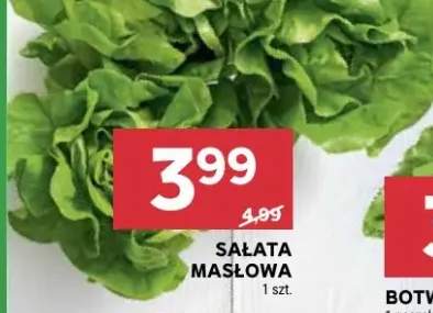 Sałata masłowa