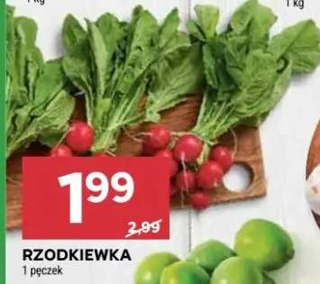 Rzodkiewka