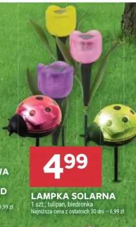 Lampka solarna tulipan