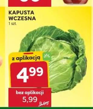 Kapusta wczesna