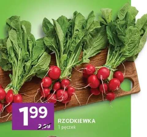 Rzodkiewka