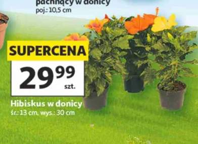 kwiaty doniczkowe