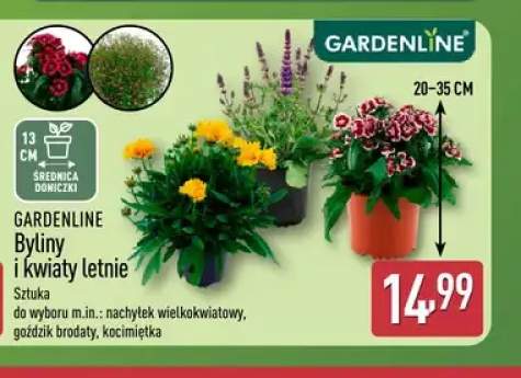 goździki