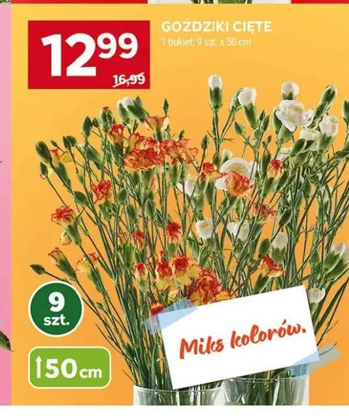 Goździki cięte 50cm