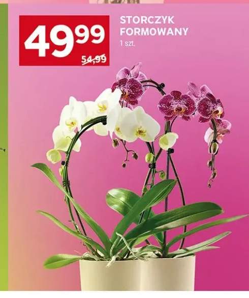Storczyk formowany
