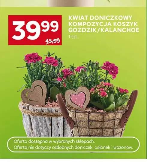 Kwiat doniczkowy kompozycja koszyk kalanchoe