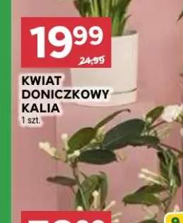 Kwiat doniczkowy kalia
