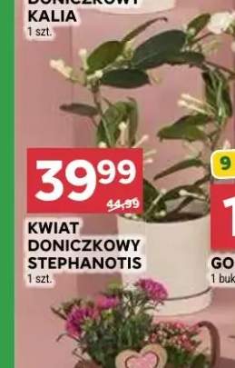 Kwiat doniczkowy stephanotis