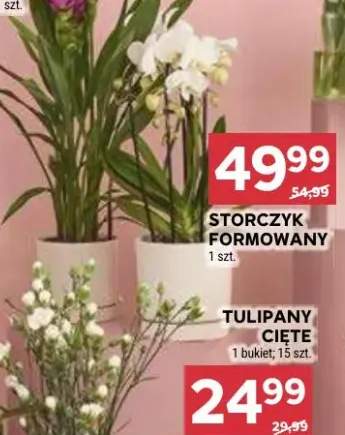 Storczyk formowany