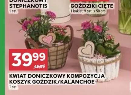 Kwiat doniczkowy kompozycja koszyk