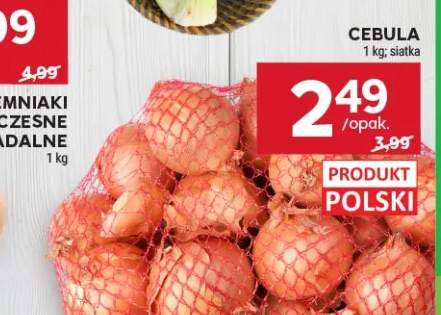 Cebula polska