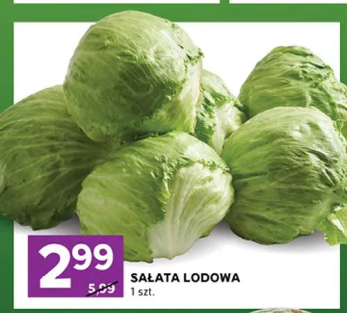 Sałata lodowa