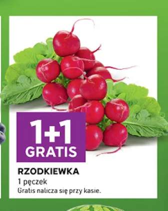Rzodkiewka